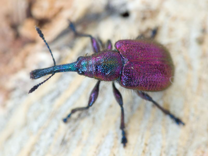 Rhynchites (Rhynchites) bacchus (Linnaeus, 1758)